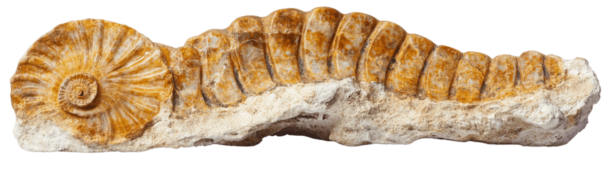 This fossilized specimen showcases ancient marine life, highlighting detailed textures and vibrant hues, perfect for educational themes. png