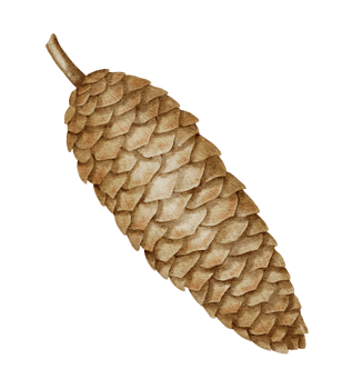 Watercolor illustration of Christmas tree Cone. Drawing of forest winter element on isolated background for greeting cards or invitations. Part of evergreen fir tree. Art of pinecone. png