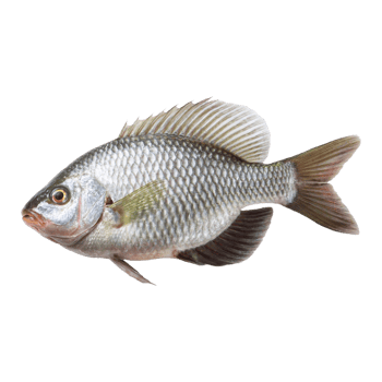 A medium fish png