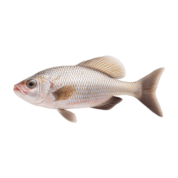 a fish is shown png