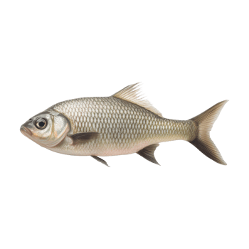 a fish is shown with a fish on its head. png