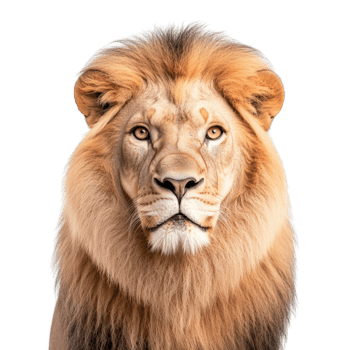 A Glorious Lion Stares Intently, Capturing Power and Majesty in a Stunning Close-Up Portrait of Nature's King png