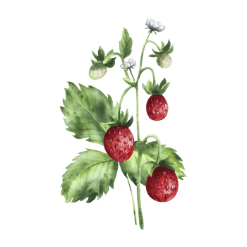 Red wild strawberry with leaves, bush. Isolated hand drawn watercolor illustration. For design, packaging, decoration, decor png