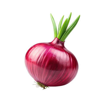 Fresh One red onion photo png