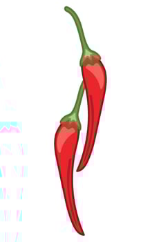 Red chili peppers illustration vector