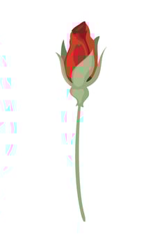 A red rose with green leaves on a white background vector