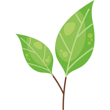 A green leaf on a black background png