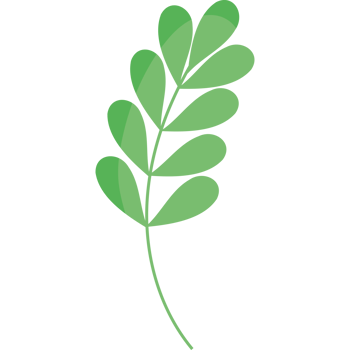 A green leaf on a black background png