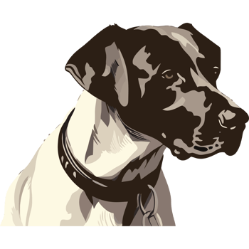 A dog with a collar and a black background png