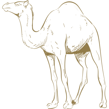 A camel is standing in the desert png