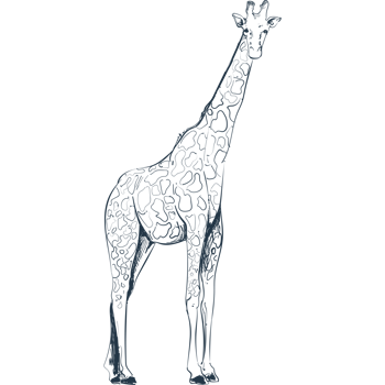 A giraffe is standing in a black background png
