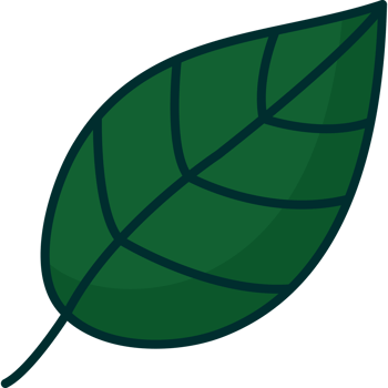 A green leaf on a black background png