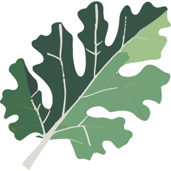 A green leaf with white veins on it png