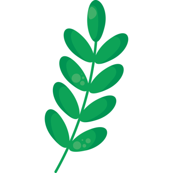 A green leaf with leaves on it png