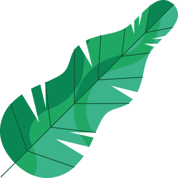 A green leaf on a black background png