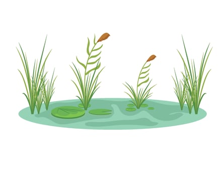 illustration of a pond with grass and water lily vector