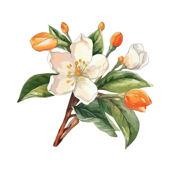 Watercolor illustration of apple blossom illustration vector