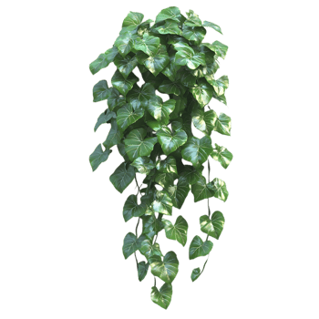 Green Ivy Vine with Transparent Background Hanging from a Wall, Perfect for Interior Decoration and Design png