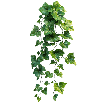 Green Ivy Vine Hanging with Transparent Background png