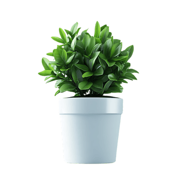 Green Plant in a White Pot on a Transparent Background png