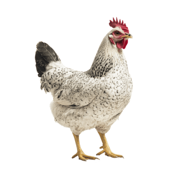Full body of white rooster. Chicken portrait png