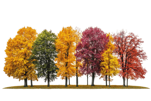 Row of colorful autumn trees. Fall season png