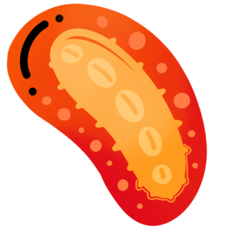a funny cartoon image of a red and orange colorful bacteria germ microorganism microbe png