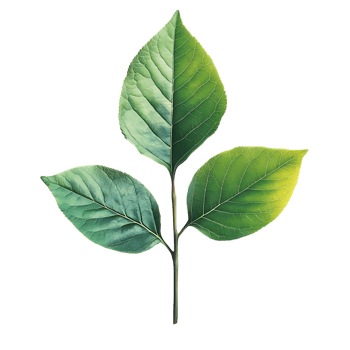 Three Lush Green Leaves on a Branch with a Transparent Background, Evoking Nature's Tranquility png