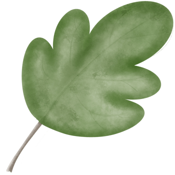 a green leaf illustration so cute png