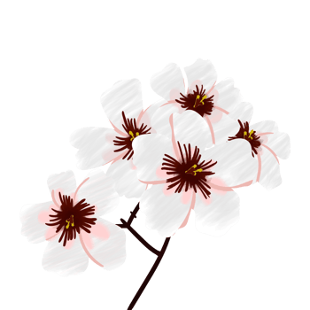 Tung Flower Blossom Illustration, Hakka of Taiwan, April Snow, May Snow png