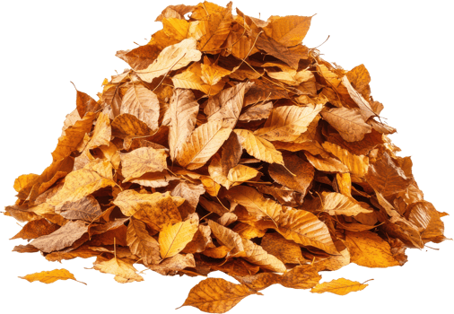 Autumn Leaves Pile Fall Foliage Isolated Dry Leaves Nature Texture png