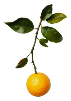 Orange on a branch in sunlight png