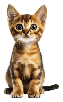 Kitten indoors, staring at the camera png