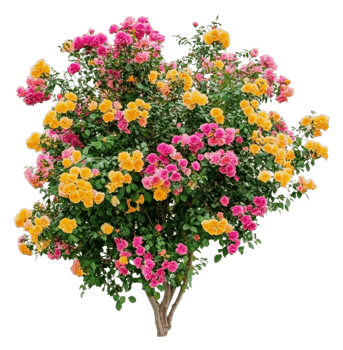 Blooming bougainvillea in the garden png