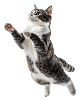 Playful tabby cat leaps joyfully in bright space png