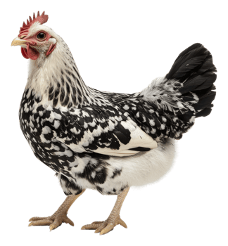 Chicken standing proudly on white background png