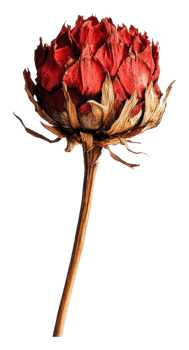 Red dried flower on white png