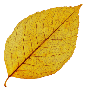 A detailed yellow leaf showcasing autumn's beauty png