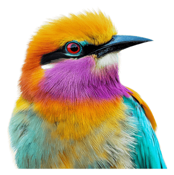 Vibrant bird perched with colorful feathers png