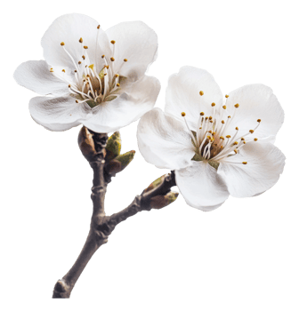 White blossoms on branch in early spring season png