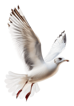 Seagull soaring against a white sky png