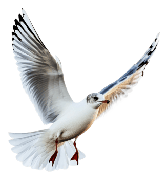 A seagull soaring gracefully above the shoreline png