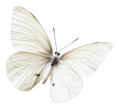 Delicate white butterfly flying in natural light png