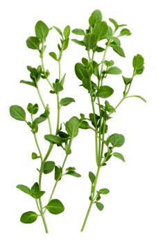 Fresh oregano sprigs on a clean white background png
