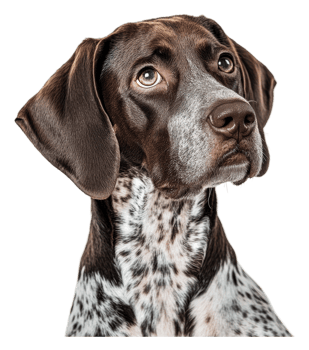 A close-up of a curious brown and white dog png
