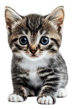 Cute tabby kitten with blue eyes indoor png