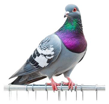Bright pigeon on a railing png