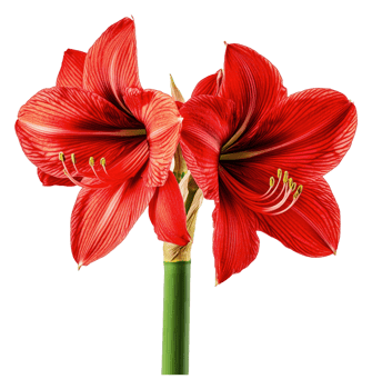 Bright red amaryllis flowers in full bloom indoors png