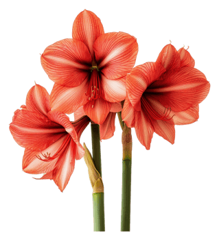 Beautiful amaryllis flowers blooming in springtime png