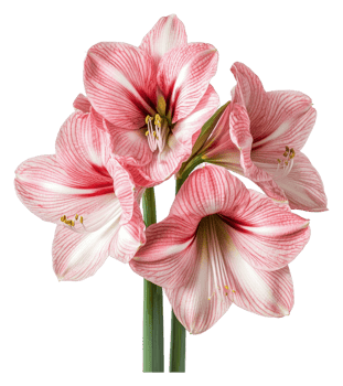 Indoor pink amaryllis in full bloom png